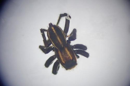 Phlegra bresnieri